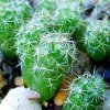 Mammillaria _canelensis _14